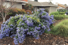 Ceanothus California Lilac