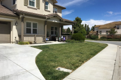 Before-photo-lawn-removal
