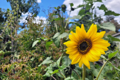 Sunflower Food Forest