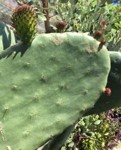 Nopal Cactus Pad