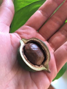 Macadamia nut exposed in the husk, held in the palm of a hand