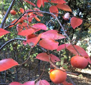 Persimmon tree with pinkish-orange fall foliage and bright ripe fruits