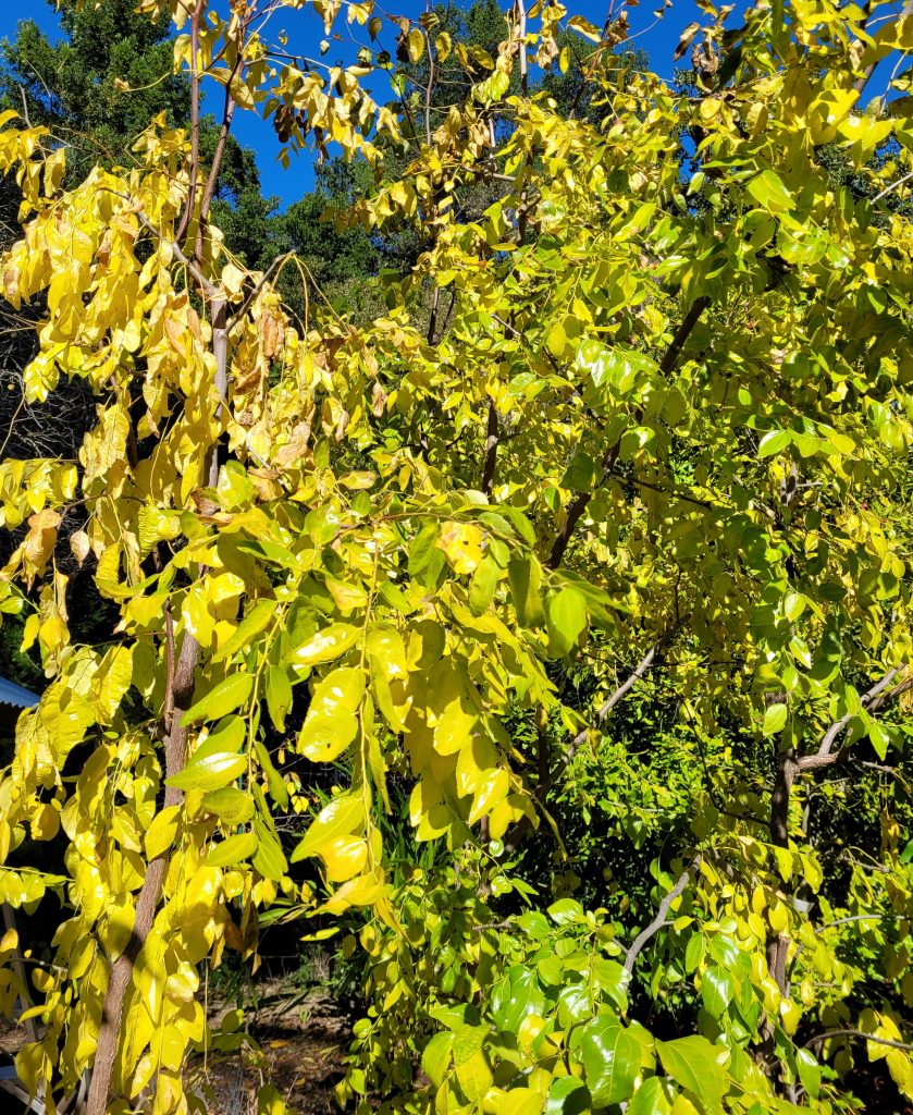Jujube leaves turning yellow in November