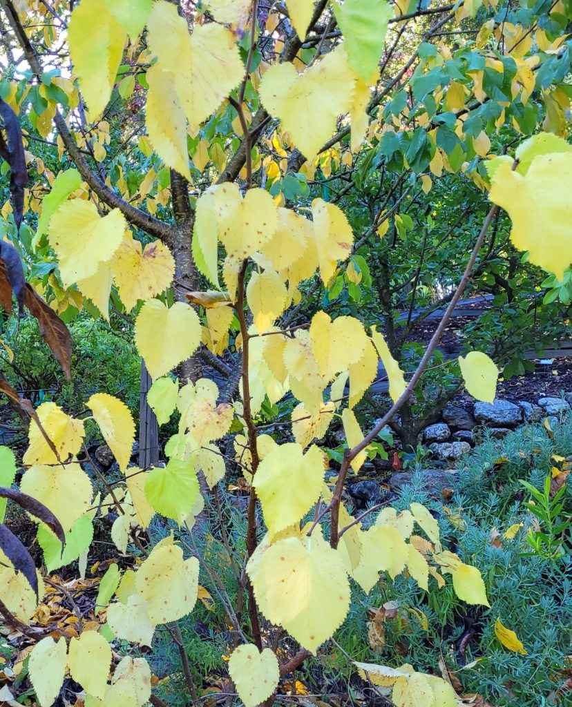 Mulberry leaves turning pale yellow in autumn.