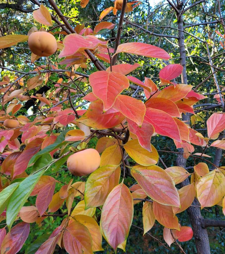 Red and orange foliage of a persimmon tree in fall