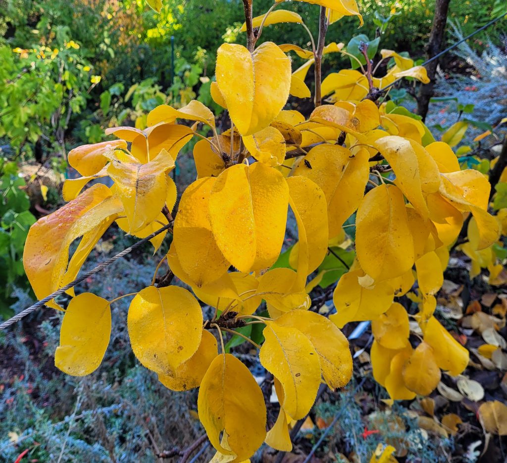 Asian Pear foliage turns bright yellow in fall.