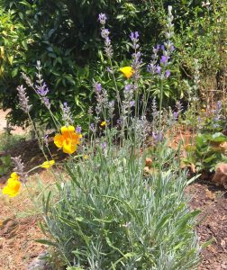 A blooming lavender plant next to golden poppies