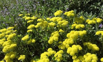 Yellow California Buckwheat and creeping sage are shown in bloom