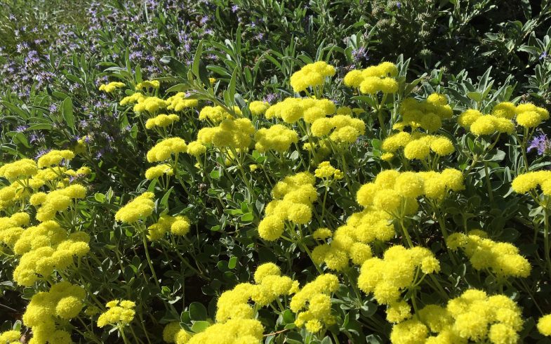 Yellow California Buckwheat and creeping sage are shown in bloom